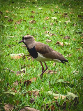 Curitiba PR Brezilya. 12 Aralık 2025. Curitiba Botanik Bahçesi.
