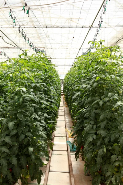 Estufa, agricultura, tomate — Fotografia de Stock