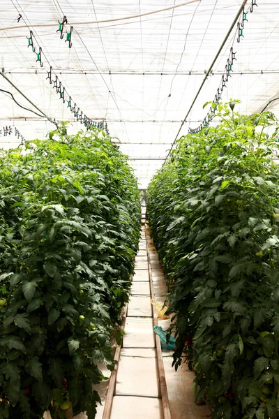 온실, 농업, 토마토 — 스톡 사진