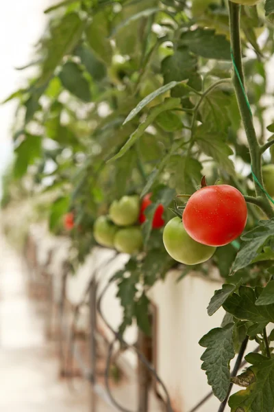 Estufa, agricultura, tomate — Fotografia de Stock