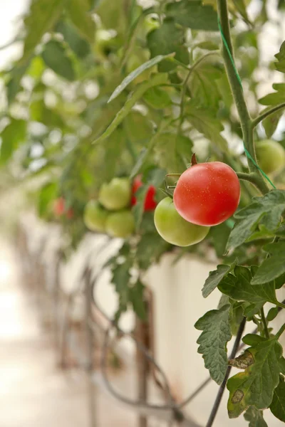 Теплица, сельское хозяйство, помидоры — стоковое фото