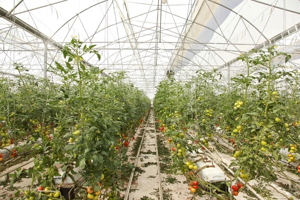 Estufa, agricultura, tomate — Fotografia de Stock