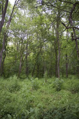 doğa, Sonbahar, ağaçlar