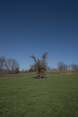 doğa, Sonbahar, ağaçlar