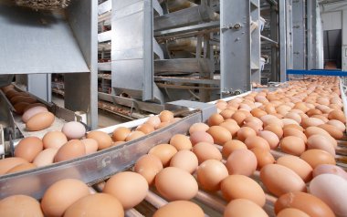 tavuk, çiftlik, yumurta