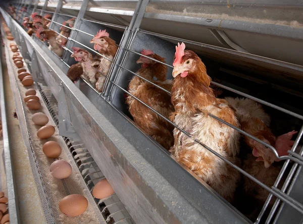 Csirke, farm, tojás — Stock Fotó
