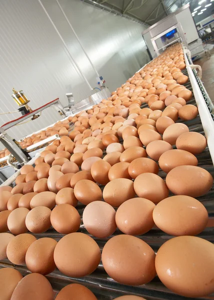 Egg production farm Royalty Free Stock Photos