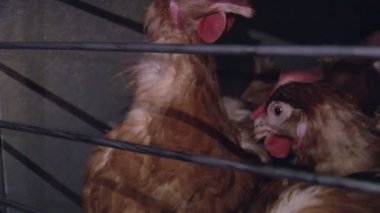 Organik tavuk fabrika ve gübre üretimi