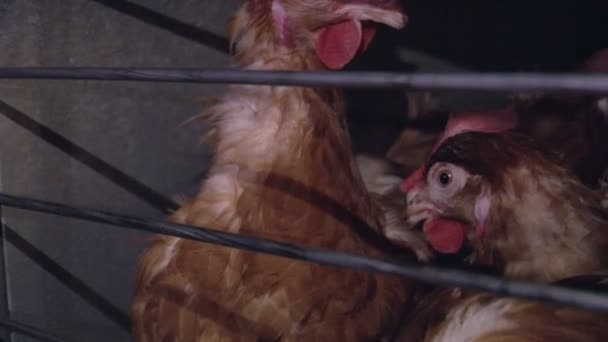 Produksjon av økologisk kylling og gjødsel – stockvideo