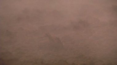 Organik tavuk fabrika ve gübre üretimi