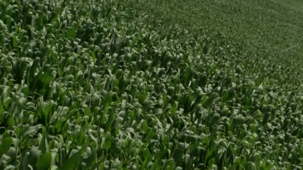 Imagens de máquinas agrícolas de irrigação e pulverização — Vídeo de Stock