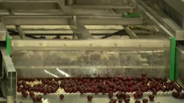 Fruit and vegetable food production factory — Stock Video