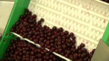 meyve ve sebze gıda üretim tesisimiz