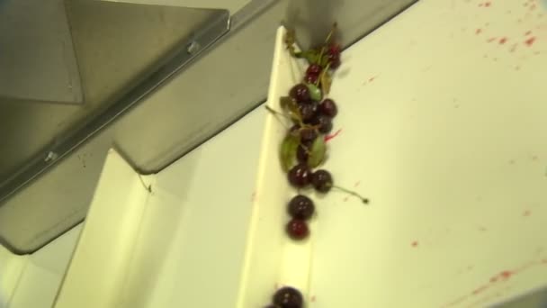 La industria alimentaria y las etapas de lavado de extracto de cereza de la serie de líneas de producción — Vídeo de stock