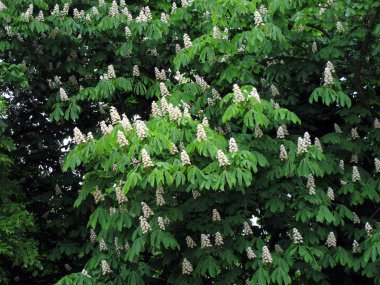 kestane ağacı çiçeği