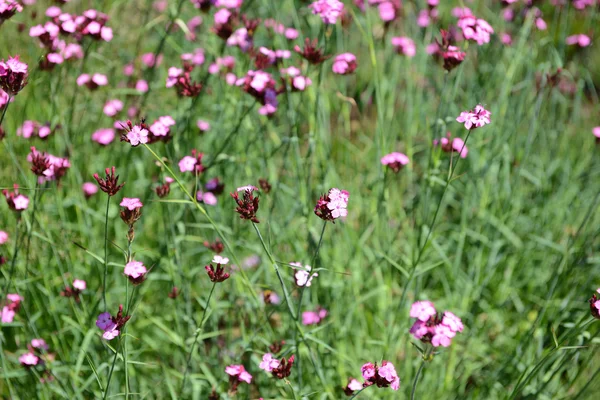 Dianthus carthusianorum (Carthusian Pink) — Stock Photo, Image