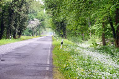 çiçeği bir yabani sarımsak (ramson) ormanda yolda