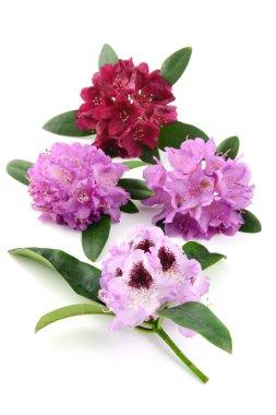 group of Rhododendron flowerheads on white background clipart
