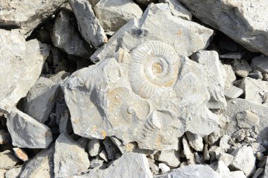 Ammonite fossil in limestone clipart