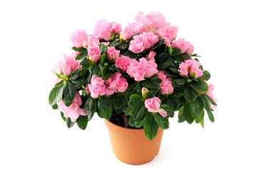 pembe açelya bush beyaz izole arka planda
