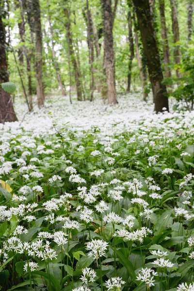 Wild Garlic Ramson Forest Blossom Eatable Plant — Stock Photo, Image