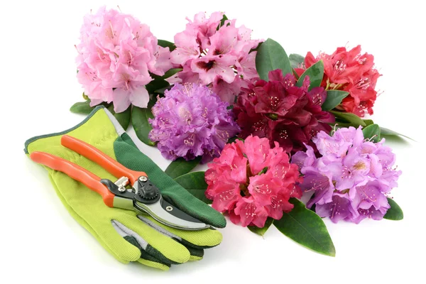 Group of flower heads with garden tools on white background — Stock Photo, Image