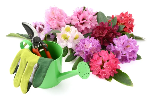 Group of Rhododendron flowerheads with gardening utensiles — Stock Photo, Image