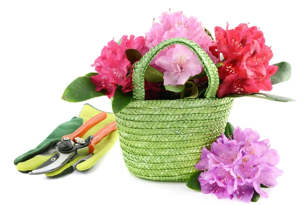 Basket with rhododendron flower heads and garden tools — Stock Photo, Image