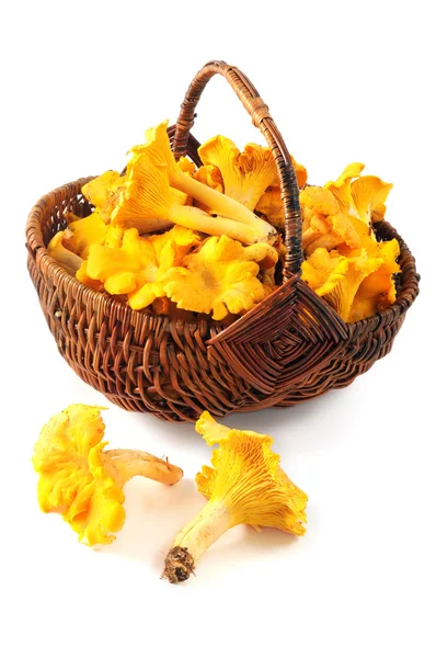 Basket with fresh golden chanterelles on white isolated backgrou — Stock Photo, Image