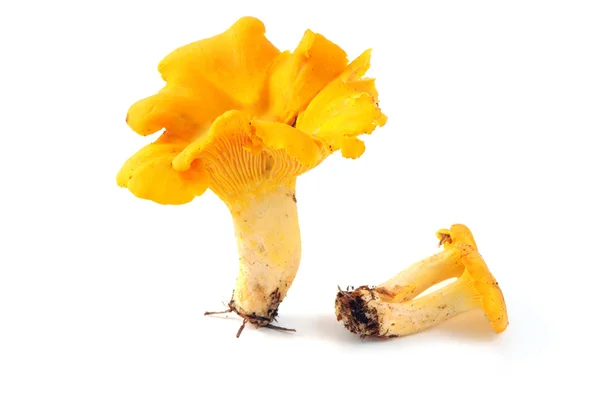 Goldene Pfifferlinge Pilze auf weißem isolierten Hintergrund — Stockfoto