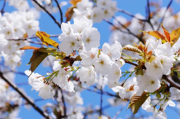 Weiße Kirschblüte — Stockfoto
