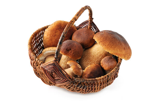 basket with penny bun mushroom on white isolated background