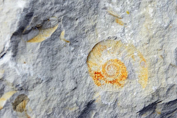 Ammonit fosil kireçtaşı içinde — Stok fotoğraf