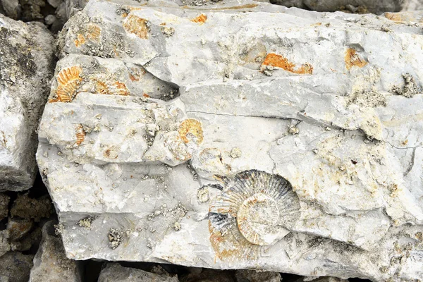 Fósil de amonita en piedra caliza —  Fotos de Stock