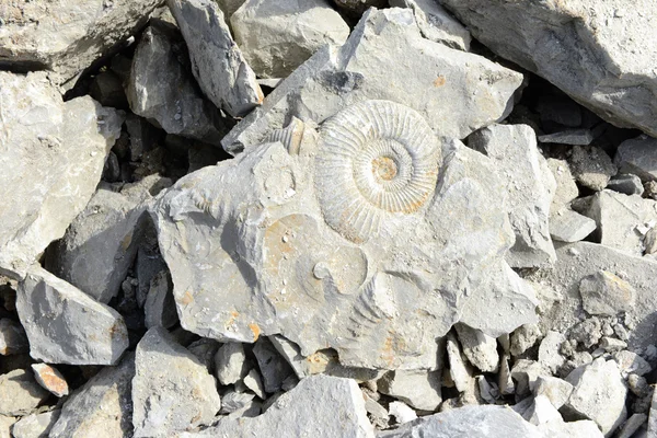 Fossile Ammonite Nel Calcare — Foto Stock