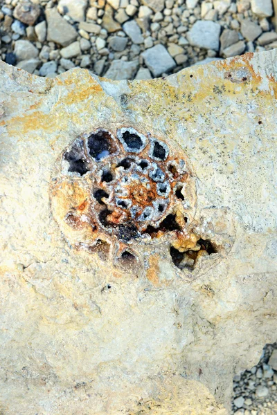 亚扪人化石在石灰石 — 图库照片