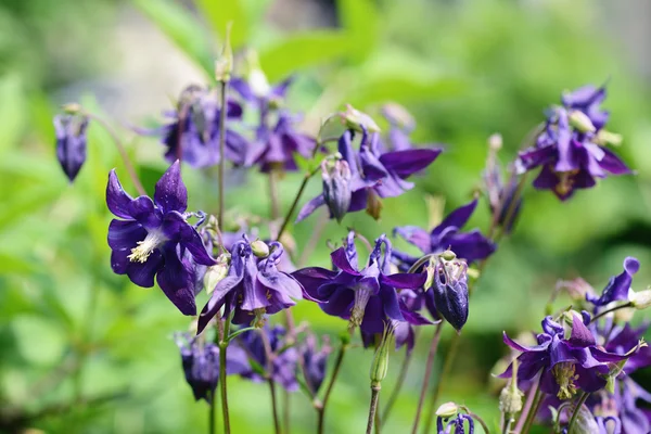 Gruppe lila blauer Akelei-Blüten — Stockfoto