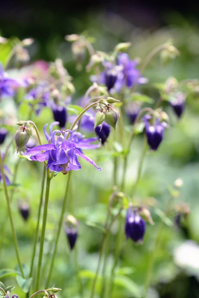 Skupina fialové modré květy Columbine — Stock fotografie