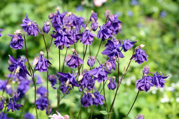 Група Фіолетово Блакитних Квітів Колумбії Клумбі — стокове фото