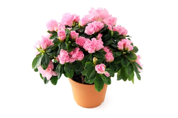 Roze azalea bush op de witte achtergrond van de geïsoleerde — Stockfoto