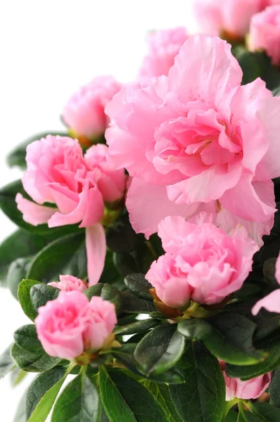 Pink azalea bush on white isolated background — Stock Photo, Image