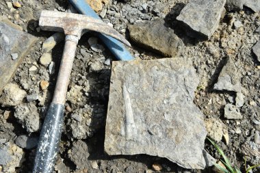 Belemnite fosil taş