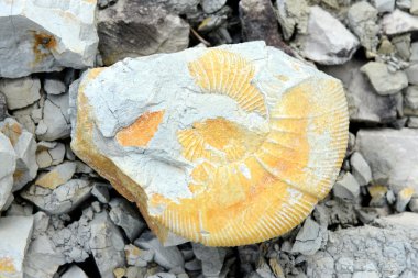 Kireçtaşı amonite fosil.