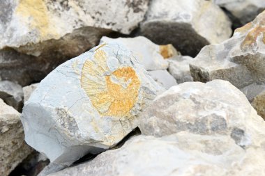 Amonite fossil in limestone. clipart