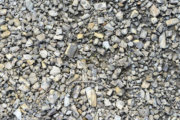 Fóssil de belemnita em pedra — Fotografia de Stock