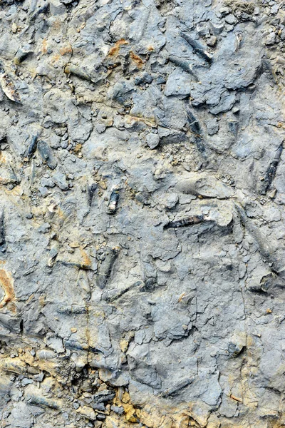 Fóssil de belemnita em pedra — Fotografia de Stock