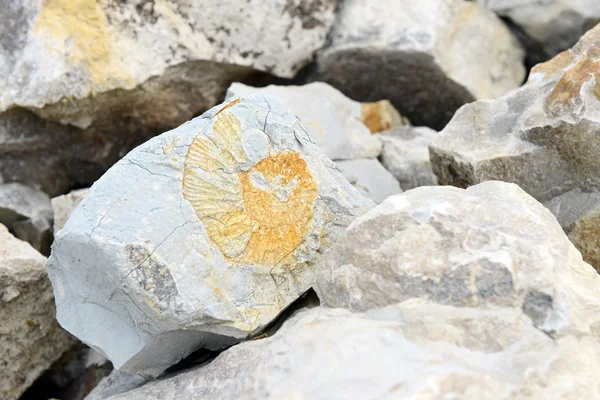 Entre fósil en piedra caliza . —  Fotos de Stock