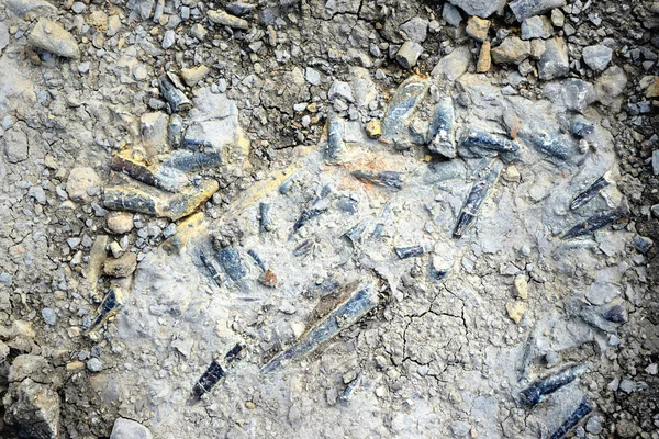 Fossile Belemnite dans la pierre — Photo