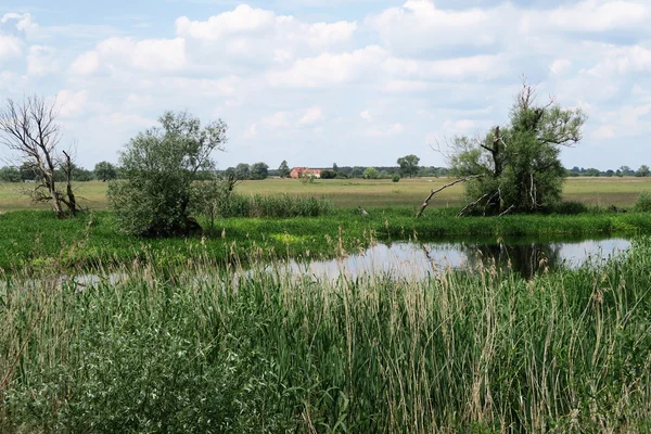 Havel river in summer flowing through Havelland (Brandenburg, Ge — Stock Photo, Image