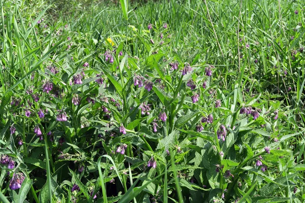 herbal plant comfrey (symphytum) growing on havel river meadows